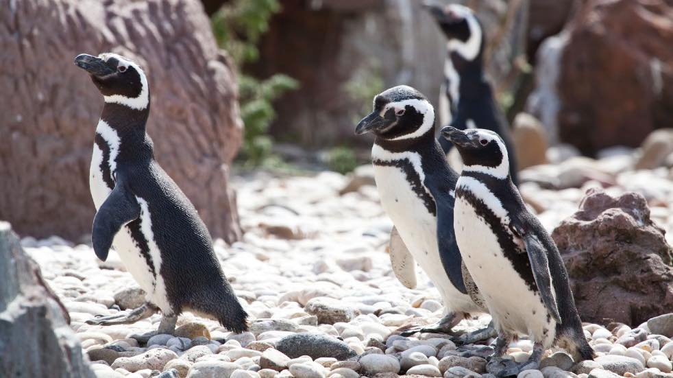 Penguins Galpagos Islands